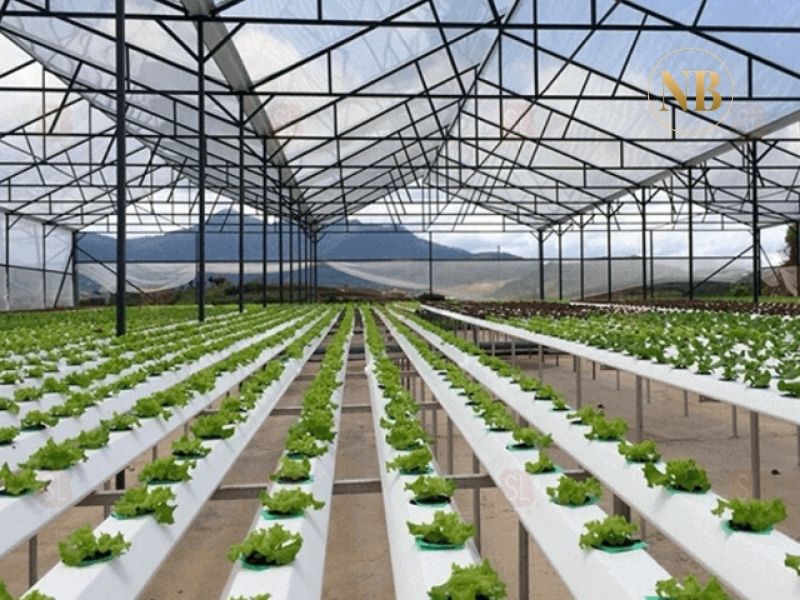 Tấm Polycarbonate cho nhà kính nông nghiệp có nhiều lợi ích